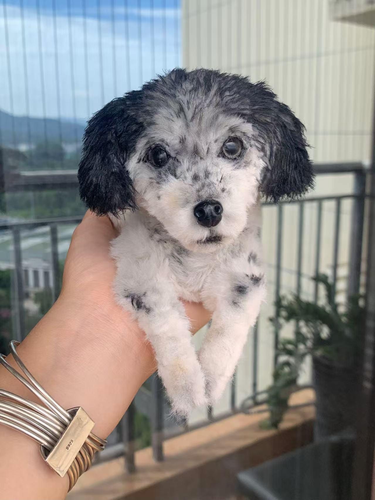 Peluche de perro personalizado, hecho a mano, réplica de foto, regalo conmemorativo único para mascotas - 7