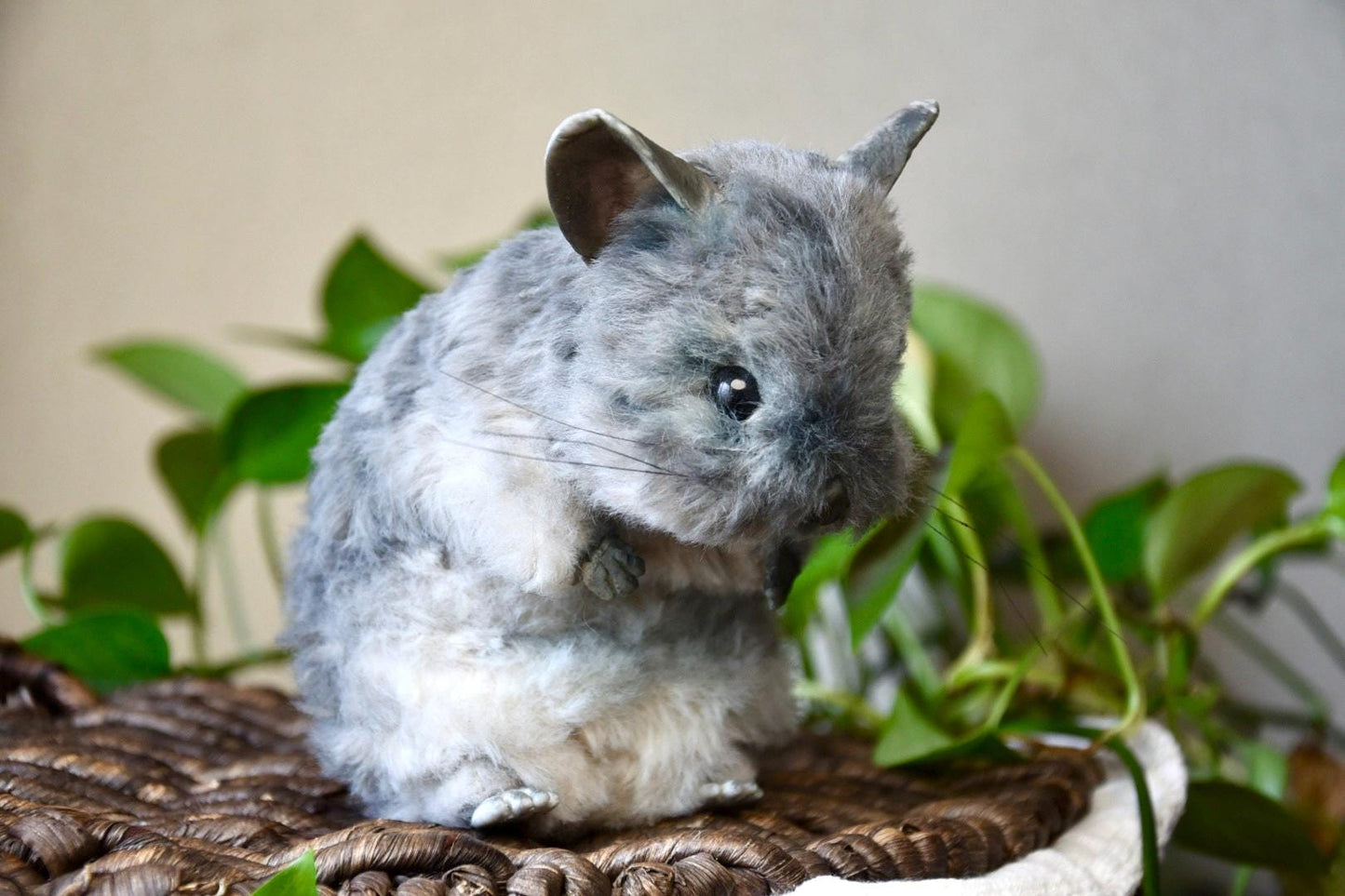 Custom Pet Replica, Chinchilla plush,Photo of pet into custom stuffed animal,Handmade Pipe Cleaner Dollhouse Dog,Personalized Pet Plush