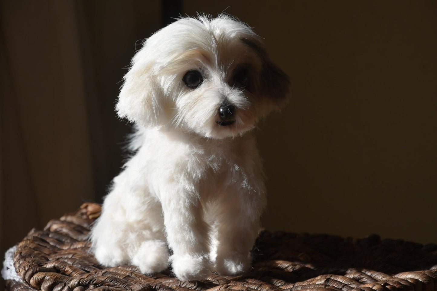 Custom Pet Replica Dog Plush,Photo of pet into custom stuffed animal,Handmade Pipe Cleaner Dollhouse Dog,Personalized Pet Plush Pet Memorial-7