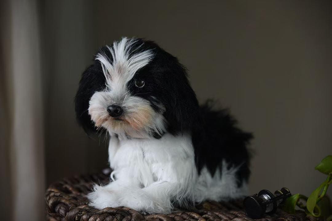 Réplica de perro de peluche personalizada, foto de mascota convertida en peluche personalizado, perro de casa de muñecas hecho a mano con limpiapipas, peluche personalizado para mascota conmemorativo - 3