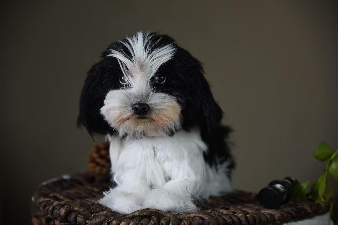 Réplica de perro de peluche personalizada, foto de mascota convertida en peluche personalizado, perro de casa de muñecas hecho a mano con limpiapipas, peluche personalizado para mascota conmemorativo - 3