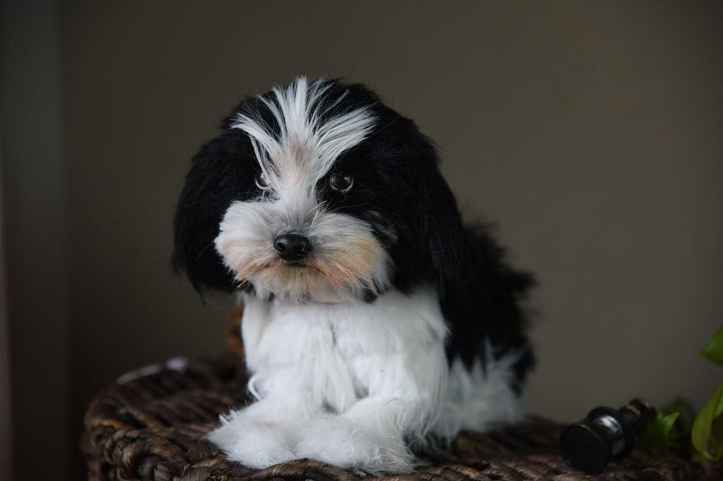 Réplica de perro de peluche personalizada, foto de mascota convertida en peluche personalizado, perro de casa de muñecas hecho a mano con limpiapipas, peluche personalizado para mascota conmemorativo - 3