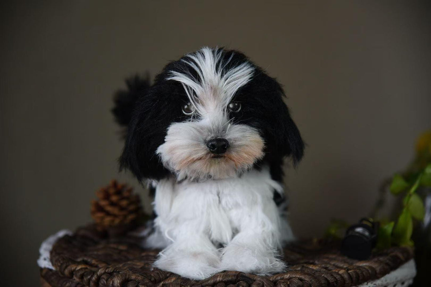 Réplica de perro de peluche personalizada, foto de mascota convertida en peluche personalizado, perro de casa de muñecas hecho a mano con limpiapipas, peluche personalizado para mascota conmemorativo - 3