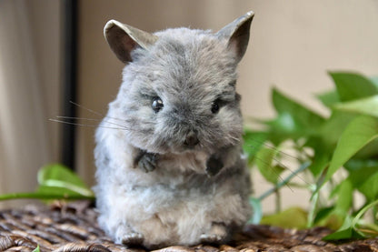 Custom Pet Replica, Chinchilla plush,Photo of pet into custom stuffed animal,Handmade Pipe Cleaner Dollhouse Dog,Personalized Pet Plush