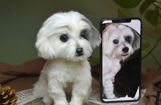 Custom Pet Replica Dog Plush,Photo of pet into custom stuffed animal,Handmade Pipe Cleaner Dollhouse Dog,Personalized Pet Plush Pet Memorial-7
