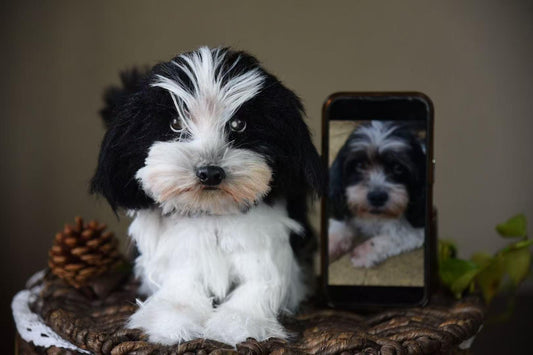 Custom Pet Replica Dog Plush,Photo of pet into custom stuffed animal,Handmade Pipe Cleaner Dollhouse Dog,Personalized Pet Plush Pet Memorial-3
