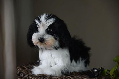 Custom Pet Replica Dog Plush,Photo of pet into custom stuffed animal,Handmade Pipe Cleaner Dollhouse Dog,Personalized Pet Plush Pet Memorial