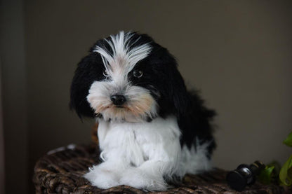 Custom Pet Replica Dog Plush,Photo of pet into custom stuffed animal,Handmade Pipe Cleaner Dollhouse Dog,Personalized Pet Plush Pet Memorial
