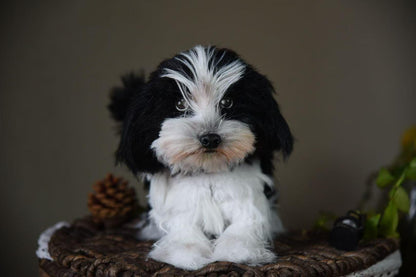 Custom Pet Replica Dog Plush,Photo of pet into custom stuffed animal,Handmade Pipe Cleaner Dollhouse Dog,Personalized Pet Plush Pet Memorial