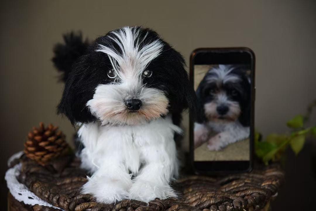 Réplica de perro de peluche personalizada, foto de mascota convertida en peluche personalizado, perro de casa de muñecas hecho a mano con limpiapipas, peluche personalizado para mascota conmemorativo - 3