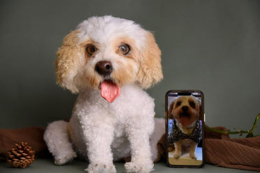 Custom Pet Replica Dog Plush,Photo of pet into custom stuffed animal,Handmade Pipe Cleaner Dollhouse Dog,Personalized Pet Plush Pet Memorial