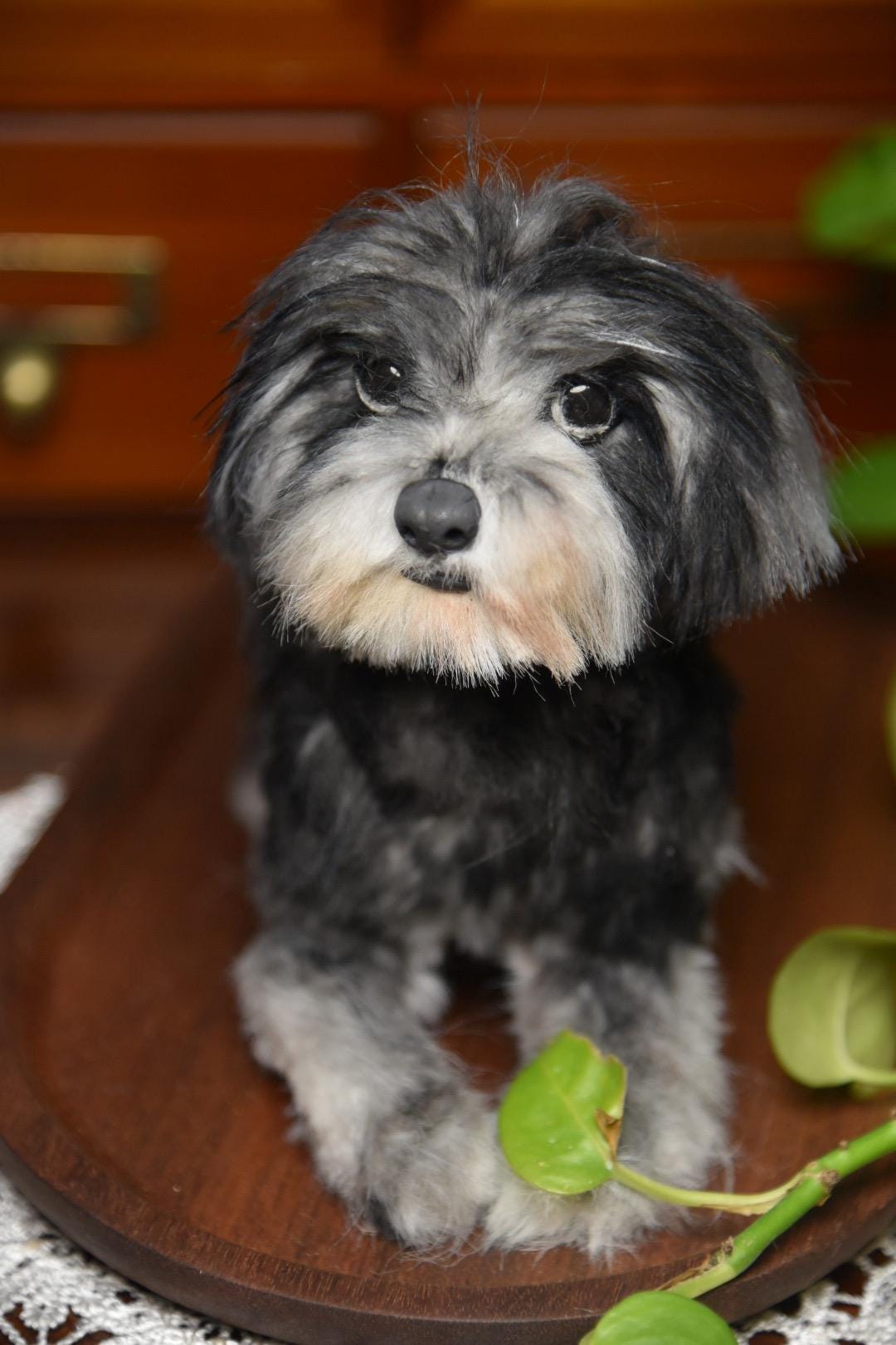 Réplica de perro de peluche personalizada, foto de mascota convertida en peluche personalizado, perro de casa de muñecas hecho a mano con limpiapipas, peluche personalizado para mascota conmemorativo - 24