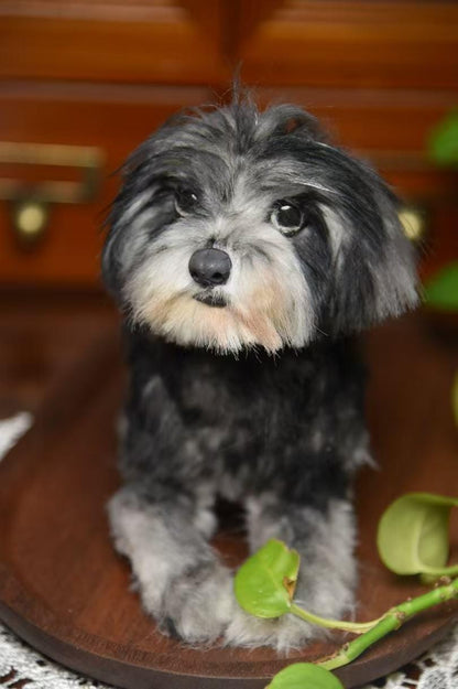Custom Pet Replica Dog Plush,Photo of pet into custom stuffed animal,Handmade Pipe Cleaner Dollhouse Dog,Personalized Pet Plush Pet Memorial
