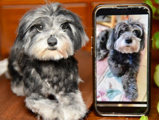 Custom Pet Replica Dog Plush,Photo of pet into custom stuffed animal,Handmade Pipe Cleaner Dollhouse Dog,Personalized Pet Plush Pet Memorial-24
