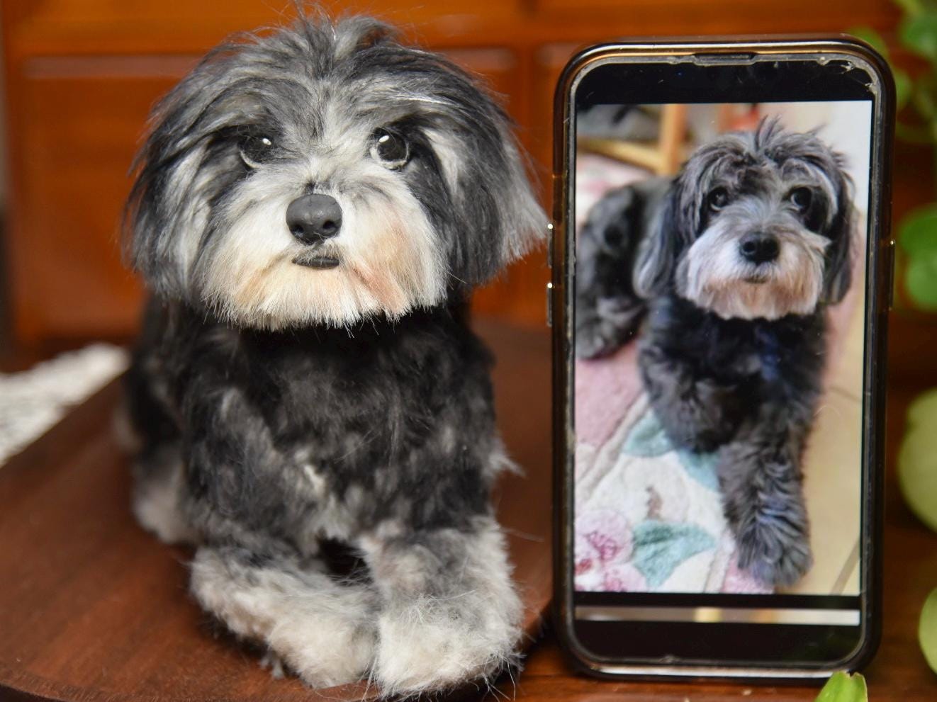 Réplica de perro de peluche personalizada, foto de mascota convertida en peluche personalizado, perro de casa de muñecas hecho a mano con limpiapipas, peluche personalizado para mascota conmemorativo - 24