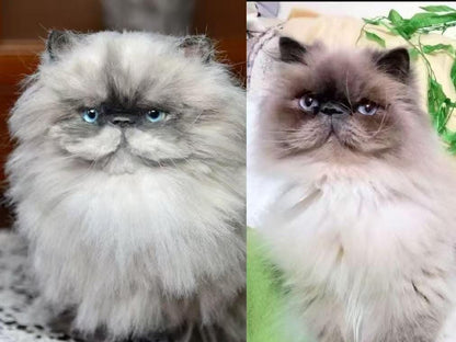 Custom Pet Replica cat Plush,Photo of pet into custom stuffed animal,Handmade Pipe Cleaner Dollhouse cat,Personalized Pet Plush Pet Memorial